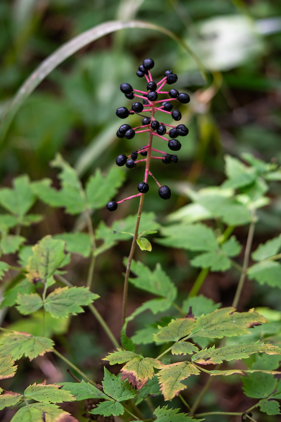 Изображение особи Actaea asiatica.
