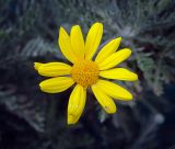 Euryops pectinatus. Соцветие. Абхазия, Гагрский р-н, с. Лдзаа, частный сад. 07.06.2025.