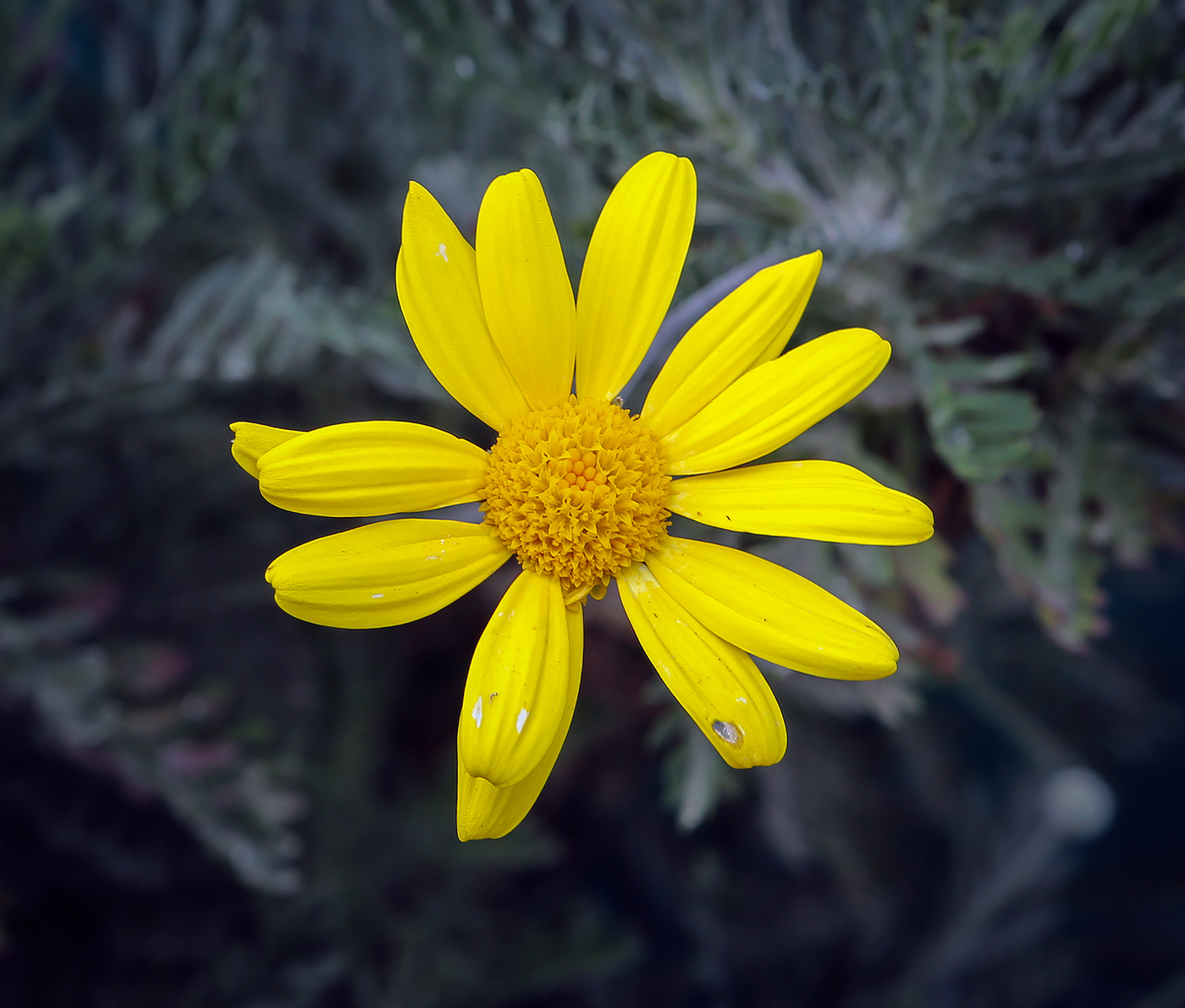 Изображение особи Euryops pectinatus.