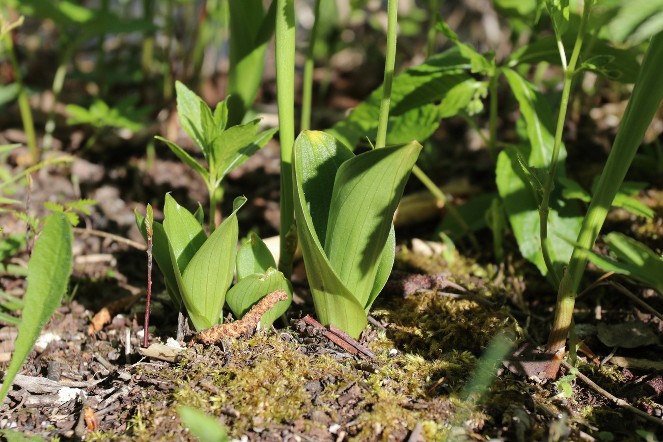 Изображение особи семейство Orchidaceae.