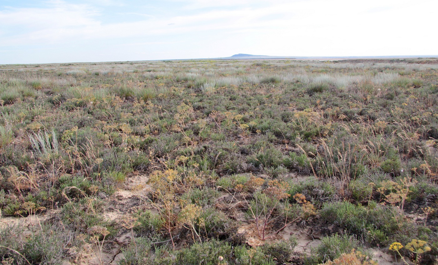 Изображение особи Ferula nuda.