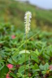 Sanguisorba stipulata
