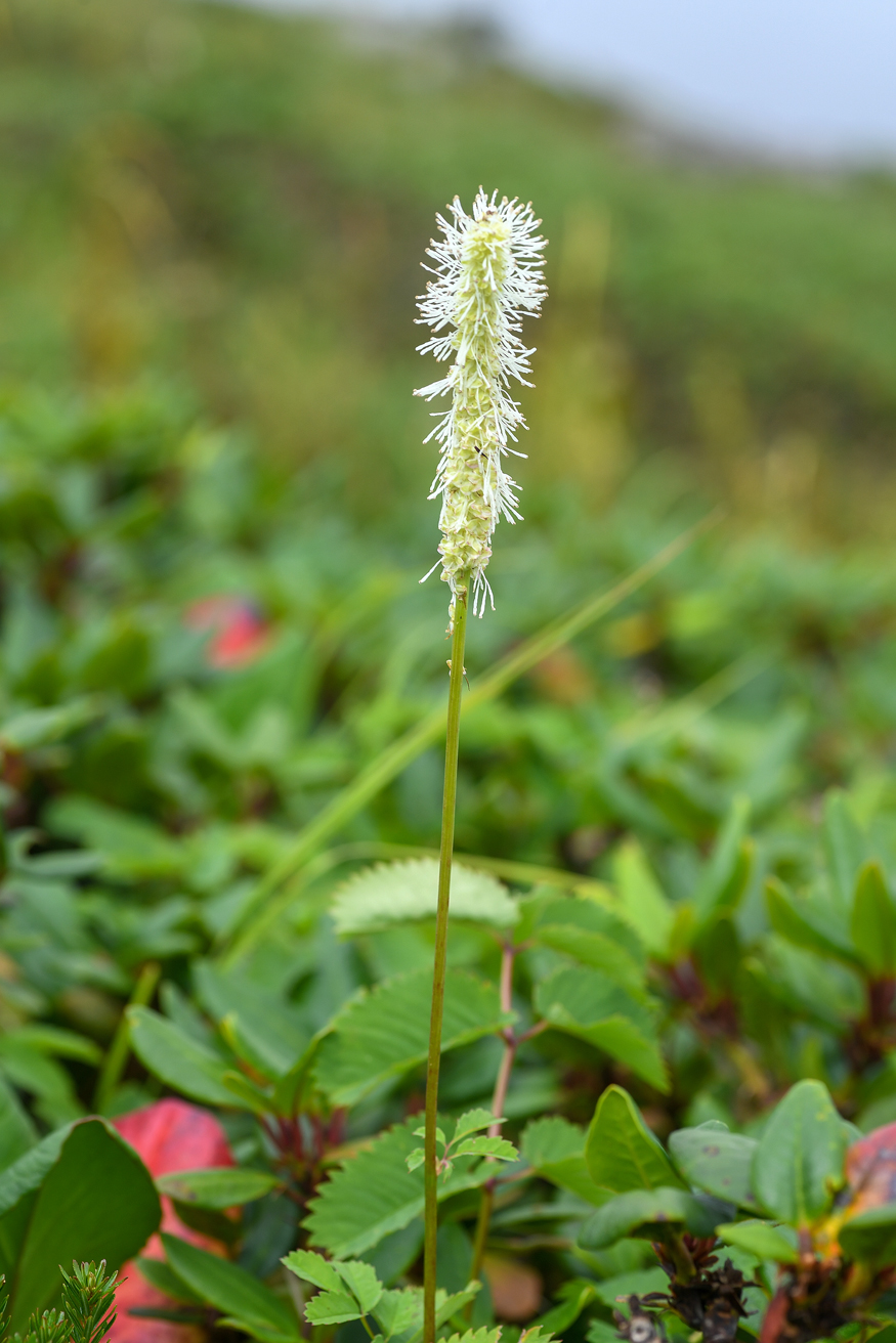 Image of Sanguisorba stipulata specimen.
