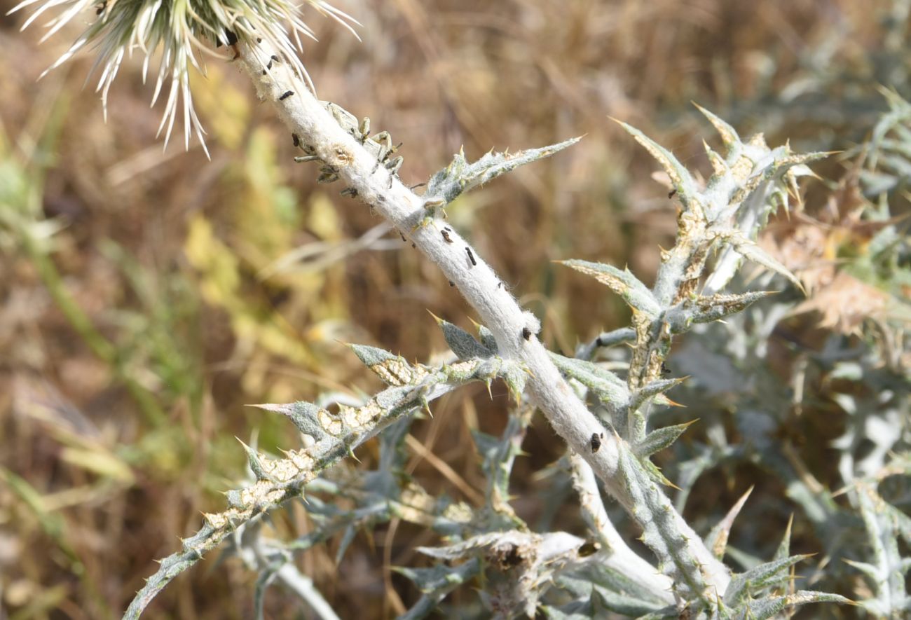 Image of genus Echinops specimen.