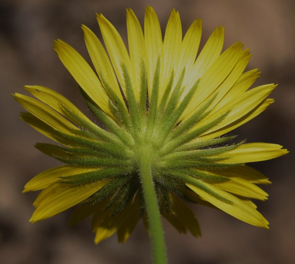 Изображение особи Doronicum orientale.