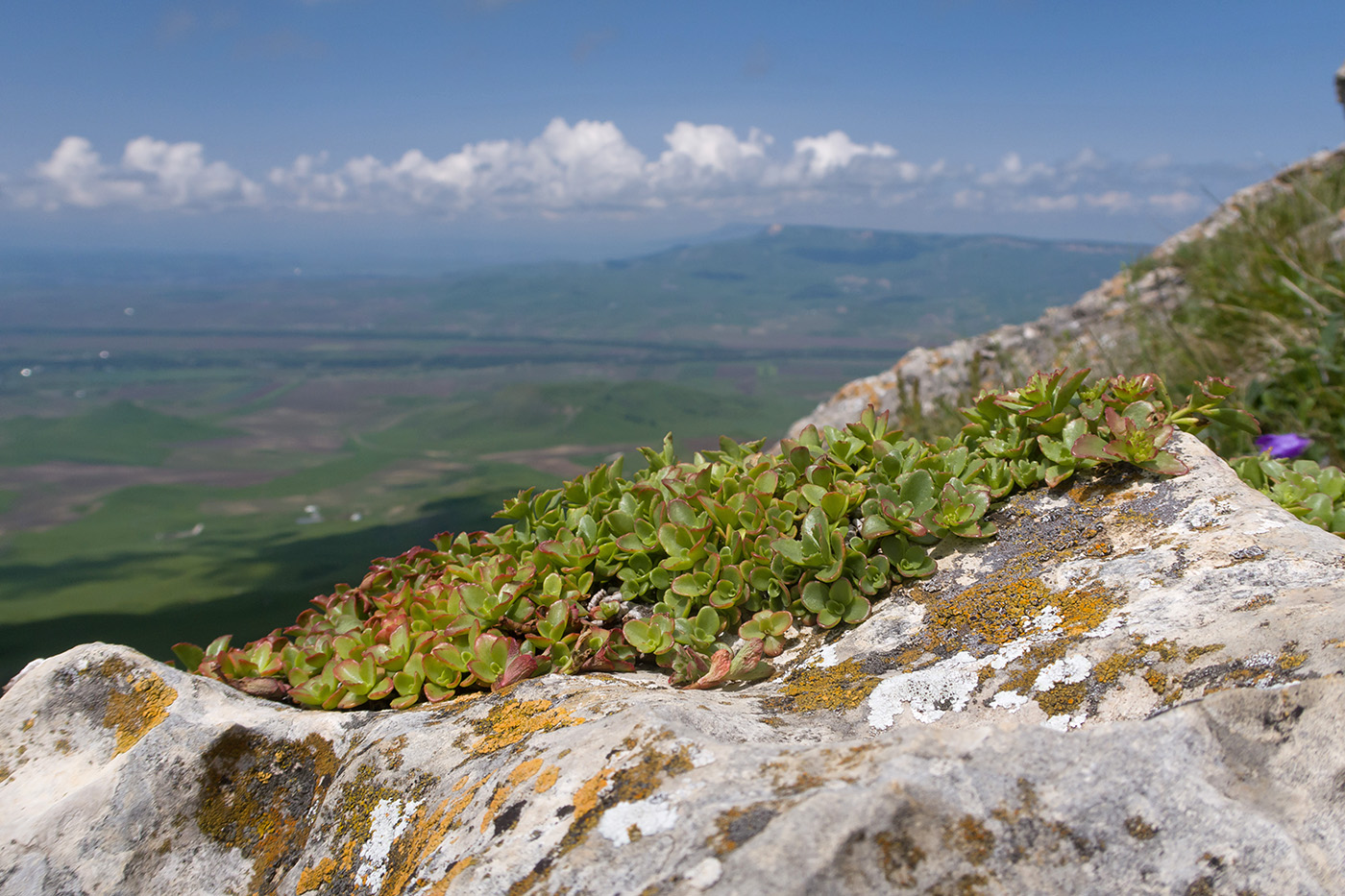 Изображение особи Sedum oppositifolium.