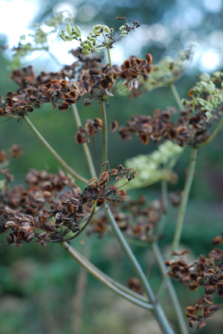 Изображение особи Tommasinia altissima.