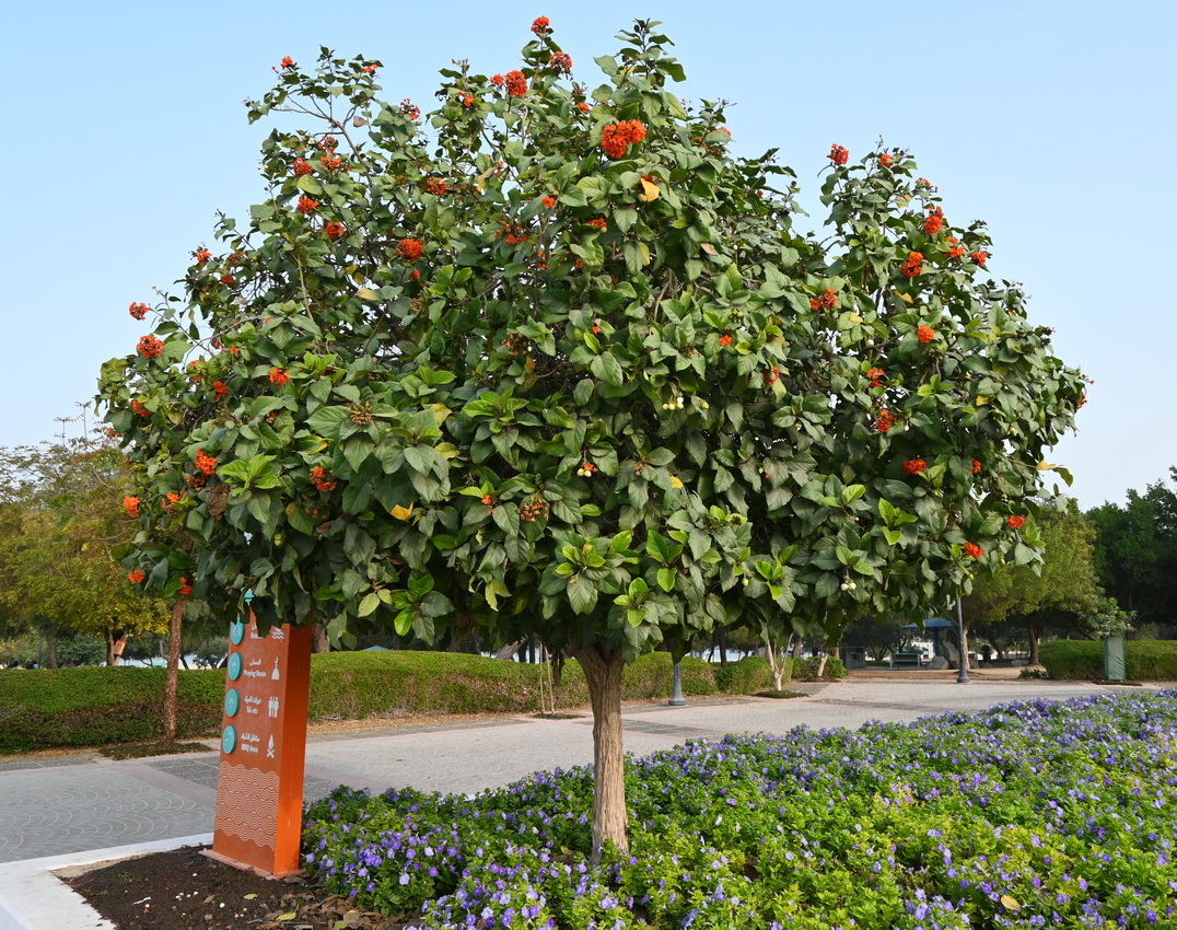 Изображение особи Cordia sebestena.