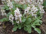Corydalis ledebouriana. Цветущее растение (белая форма). Казахстан, Туркестанская обл., Толебийский р-н, Зап. Тянь-Шань, Сайрам-Угамский нац. парк; выс. ок. 2100 м н.у.м., дол. р. Кыржалсай, левое русло, правый борт, водораздельный гребень с можжевельником и развалами глыб. 26.04.2026.