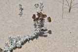 Otanthus maritimus. Верхушка побега с отцветающими соцветиями. Португалия, округ Сетубал, п-ов Троя, песчаный пляж. 16.08.2025.