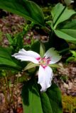 genus Trillium. Триллиум волнистый. Trillium undulatum. В природе. Галифакс 04 июня 2015 г.