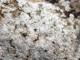 отдел Ascomycota. Часть талома. Крым, окр. пос. Новый Свет, северный склон горы Сокол (Куш-Кая), скалисто-щебнистый склон. 05.05.2025.