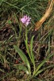 Neotinea tridentata