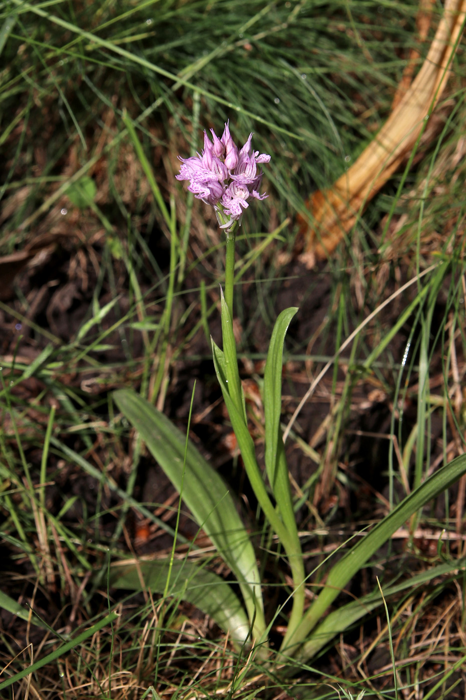 Image of Neotinea tridentata specimen.