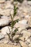 Sisymbrium loeselii. Нижняя часть цветущего растения. Ростовская обл., Неклиновский р-н, окр. хут. Мержаново, ракушечно-каменистый берег. 31.05.2026.