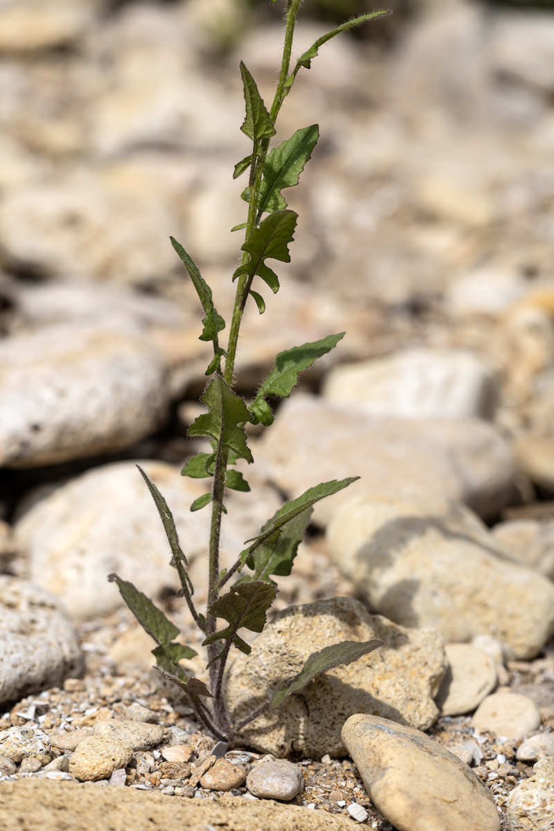Image of Sisymbrium loeselii specimen.