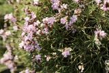 Acantholimon alatavicum