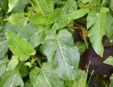 genus Rumex