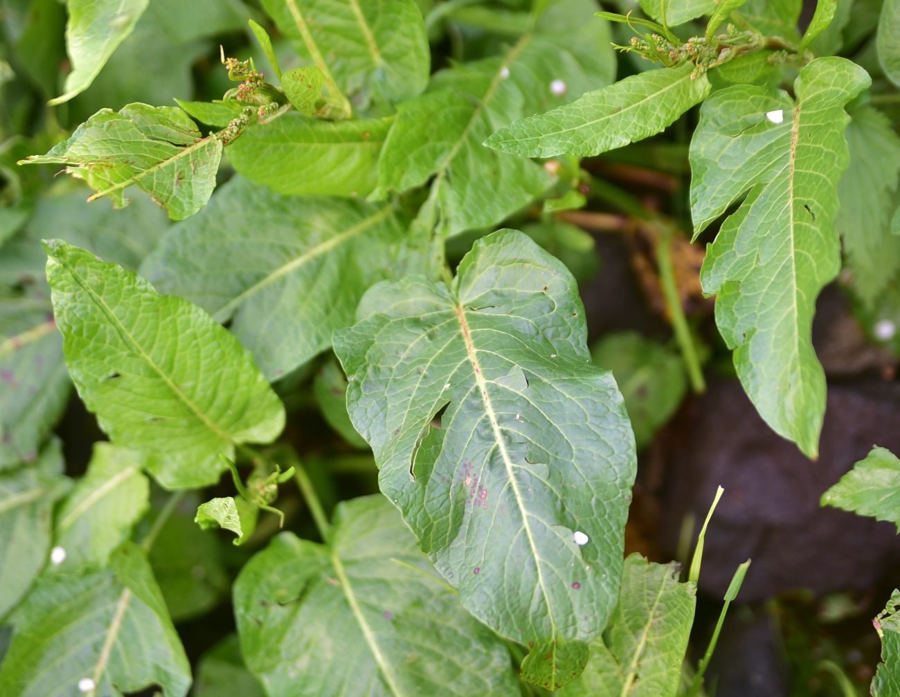 Image of genus Rumex specimen.
