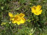 Ranunculus acris