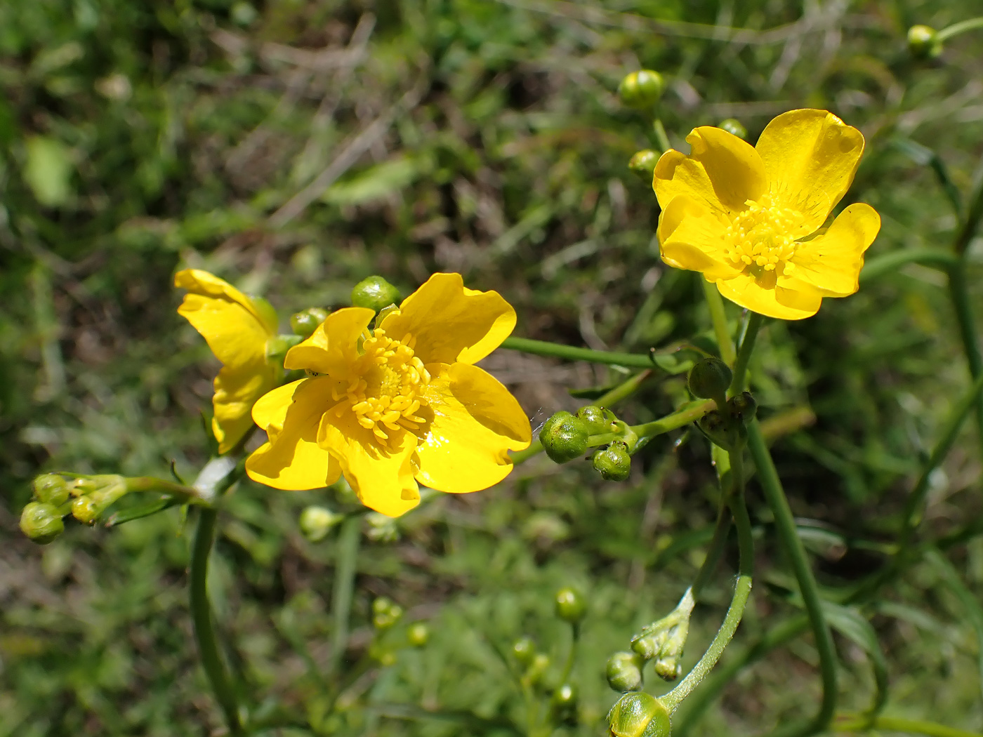 Изображение особи Ranunculus acris.