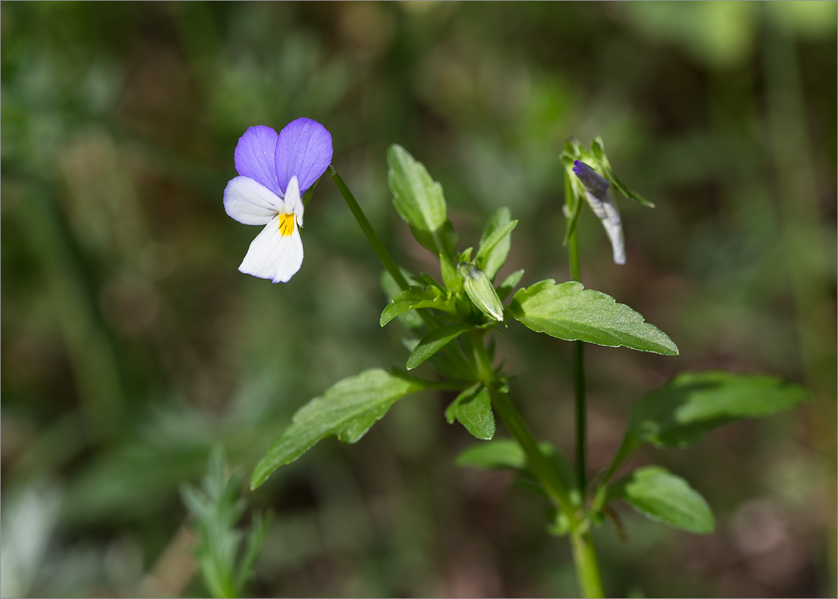 Image of Viola tricolor specimen.