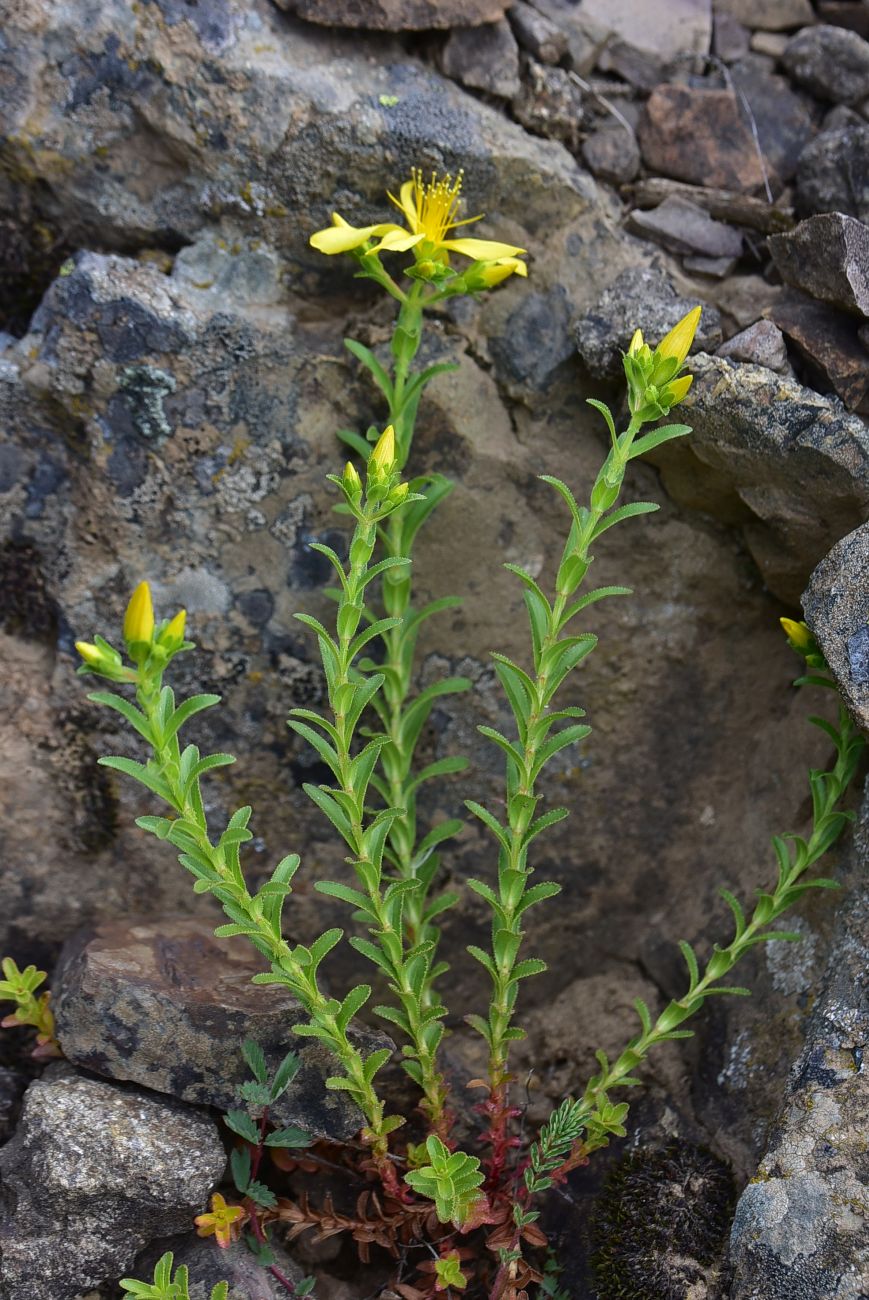 Image of Hypericum orientale specimen.