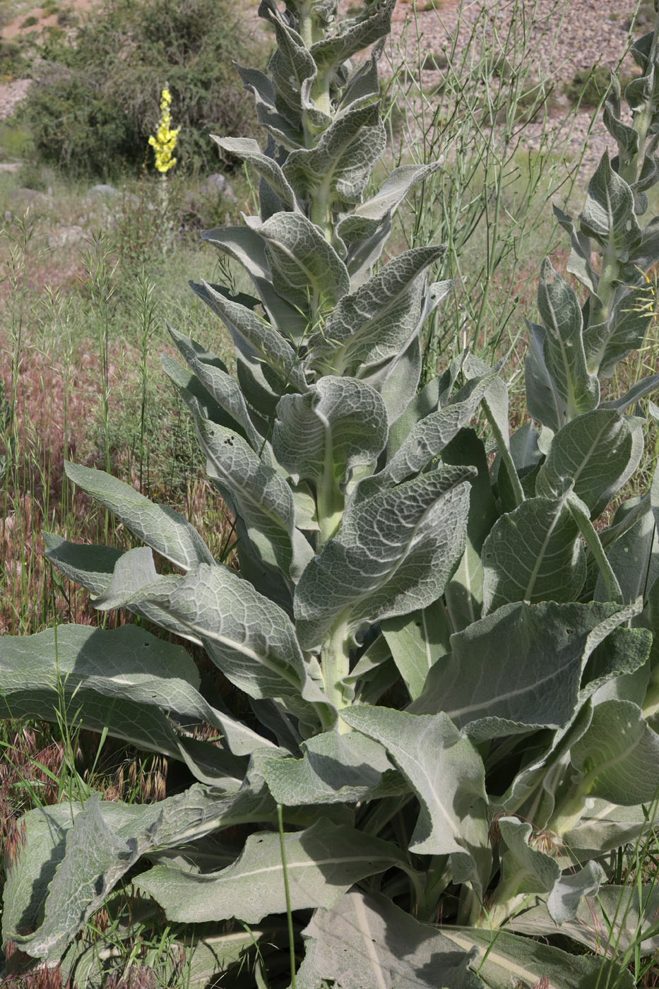 Изображение особи род Verbascum.