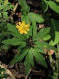 Anemone ranunculoides