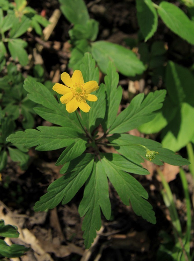 Изображение особи Anemone ranunculoides.