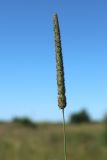 Phleum pratense. Верхушка побега с соцветием. Беларусь, Витебская обл., окр. дер. Местечко, разнотравно-злаковый суходольный луг. 17.07.2026.