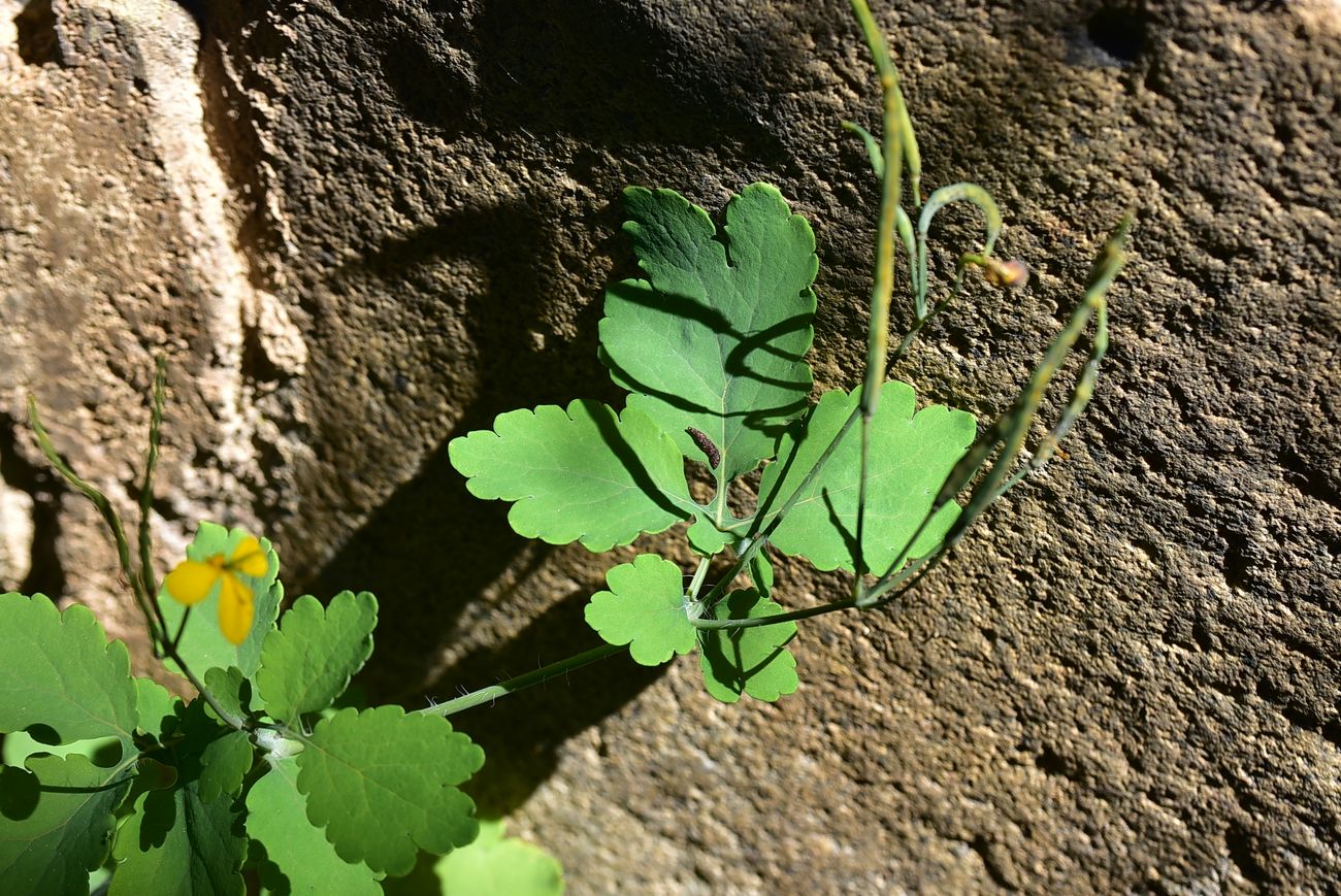 Image of Chelidonium majus specimen.