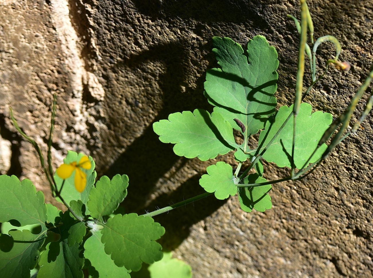 Изображение особи Chelidonium majus.