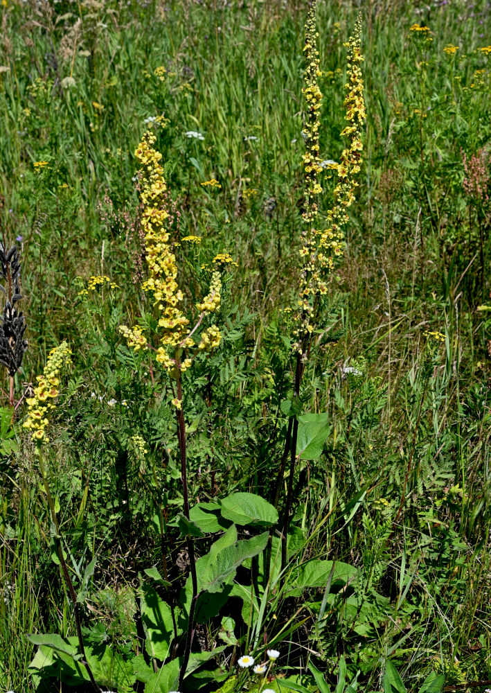 Изображение особи Verbascum nigrum.