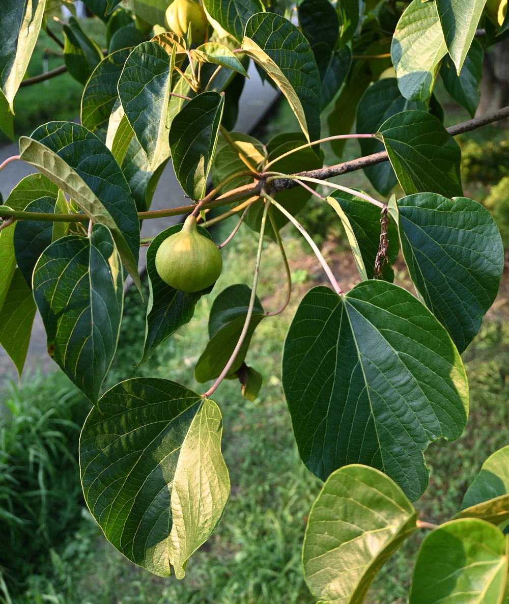 Image of Vernicia fordii specimen.