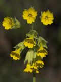 Primula macrocalyx