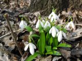 Galanthus woronowii. Цветущие растения. Украина, Киев, Национальный ботанический сад, ботанико-географический участок кавказской флоры. 30.03.2011.