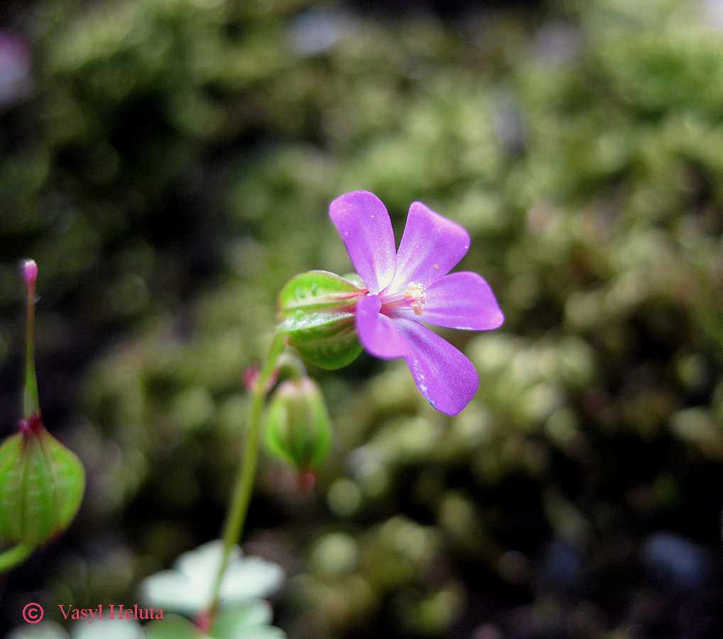 Image of Geranium lucidum specimen.