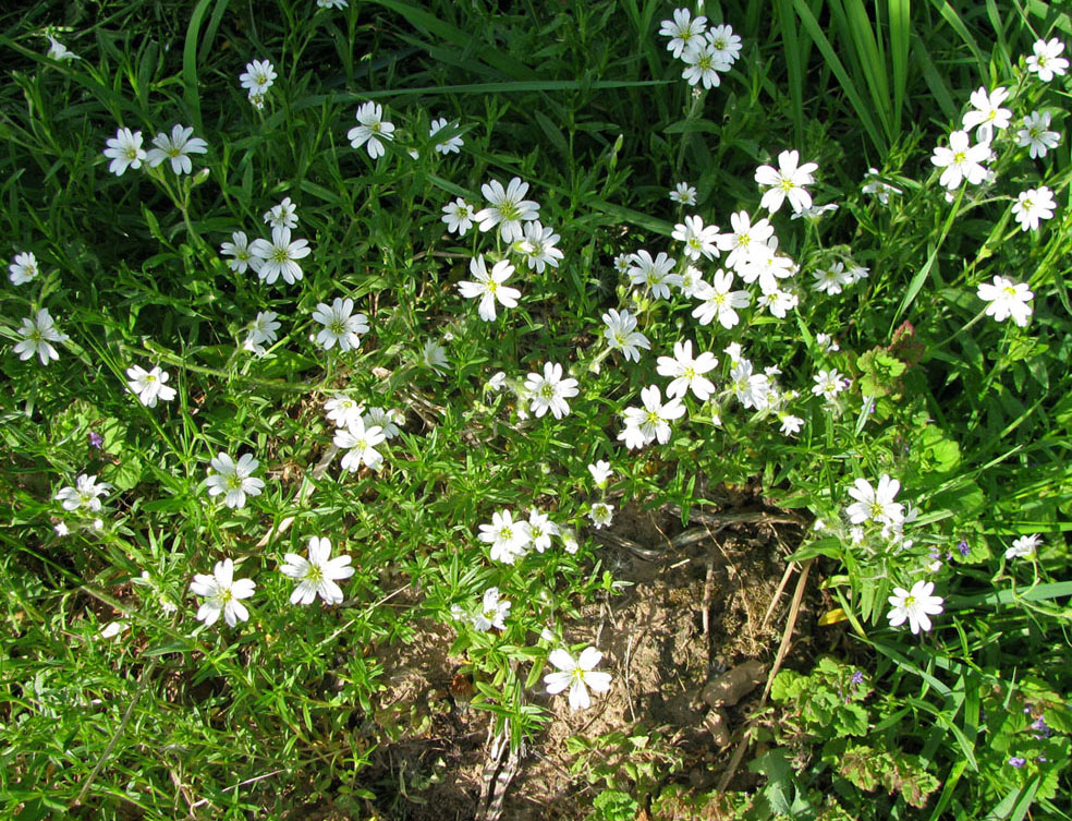 Image of Cerastium arvense specimen.