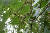 Cercidiphyllum japonicum. Побеги с завязавшимися плодами. Москва, ГБС РАН. 17.06.2011.