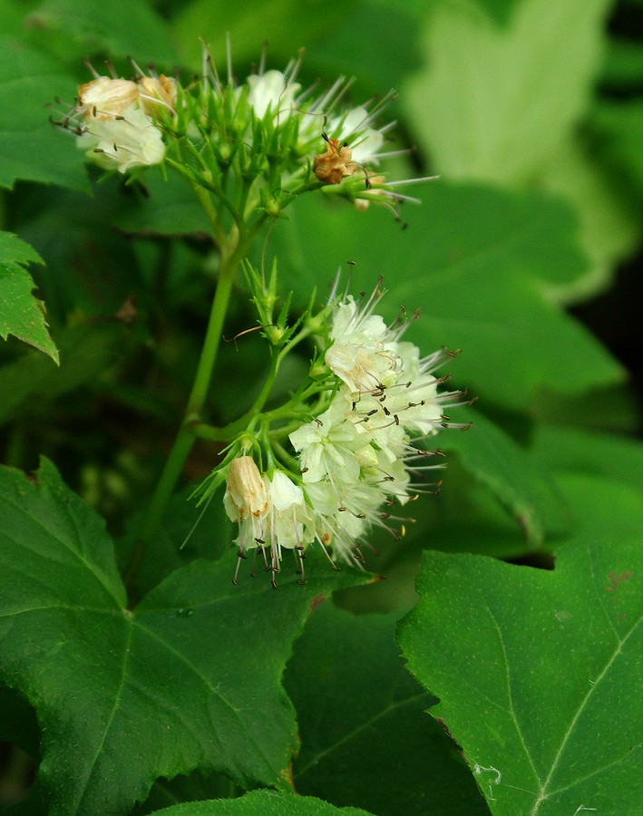 Image of Hydrophyllum canadense specimen.