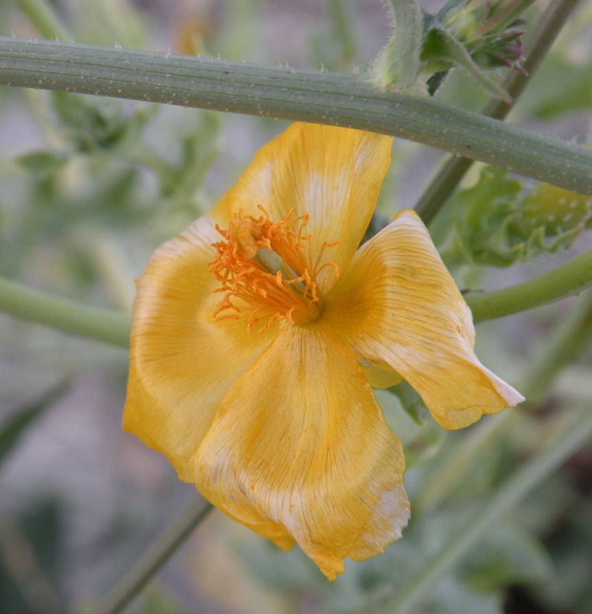 Изображение особи Glaucium flavum.