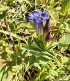 Gentiana septemfida