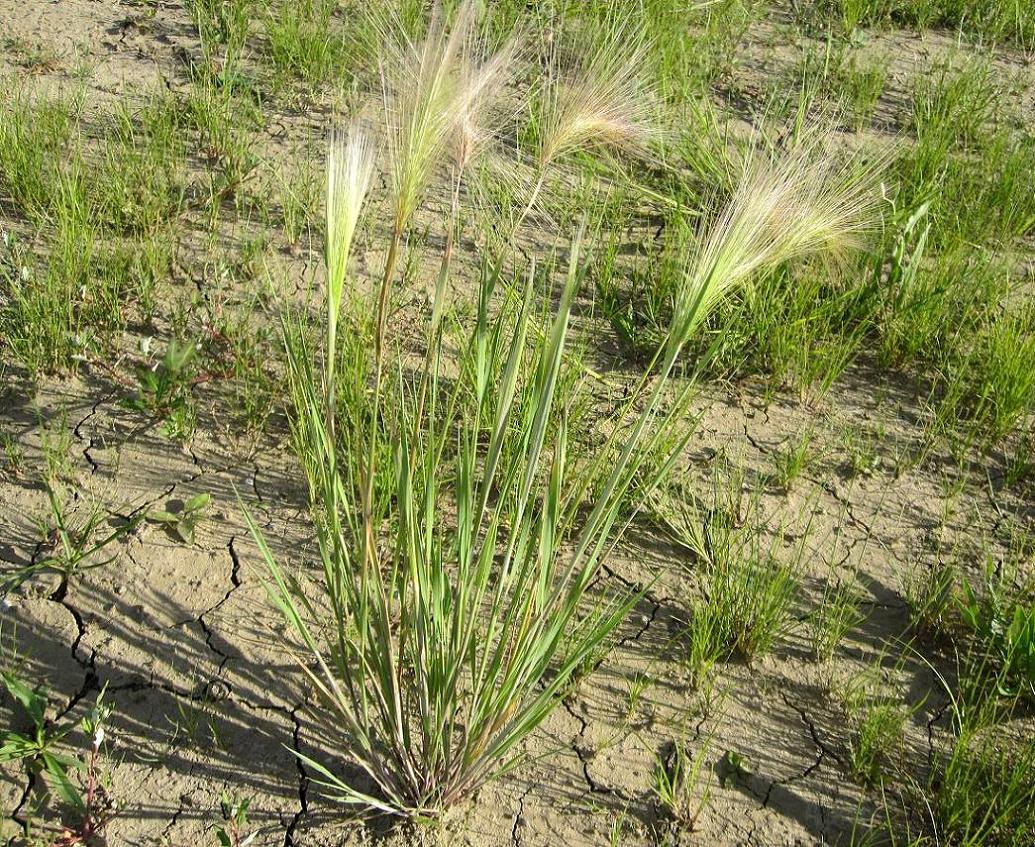 Image of Hordeum jubatum specimen.