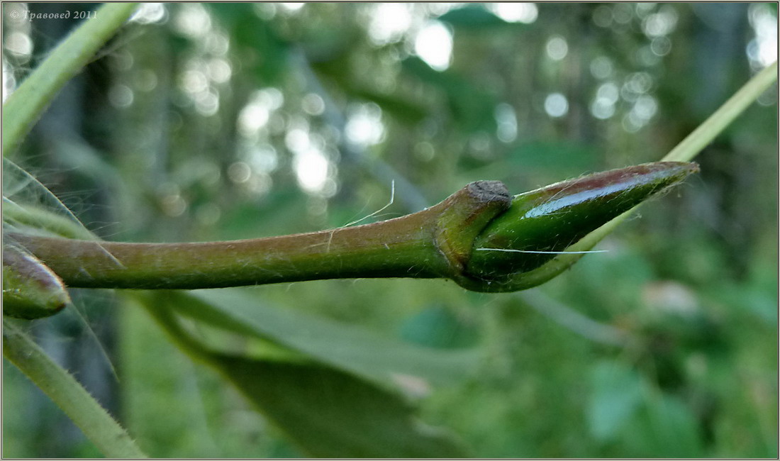 Image of Populus simonii specimen.