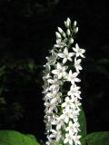 Lysimachia clethroides. Верхняя часть соцветия. Приморский край, окр. г. Находка, вблизи бухты Прогулочная. 11.08.2011.