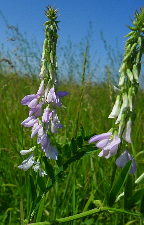 Изображение особи Galega officinalis.