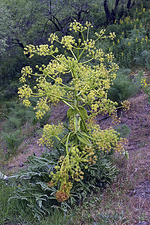 Изображение особи род Ferula.