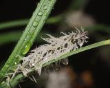 Carex acuta. Женское соцветие. Московская обл., Раменский р-н, окр. дер. Хрипань, садовый участок. 24.05.2011.