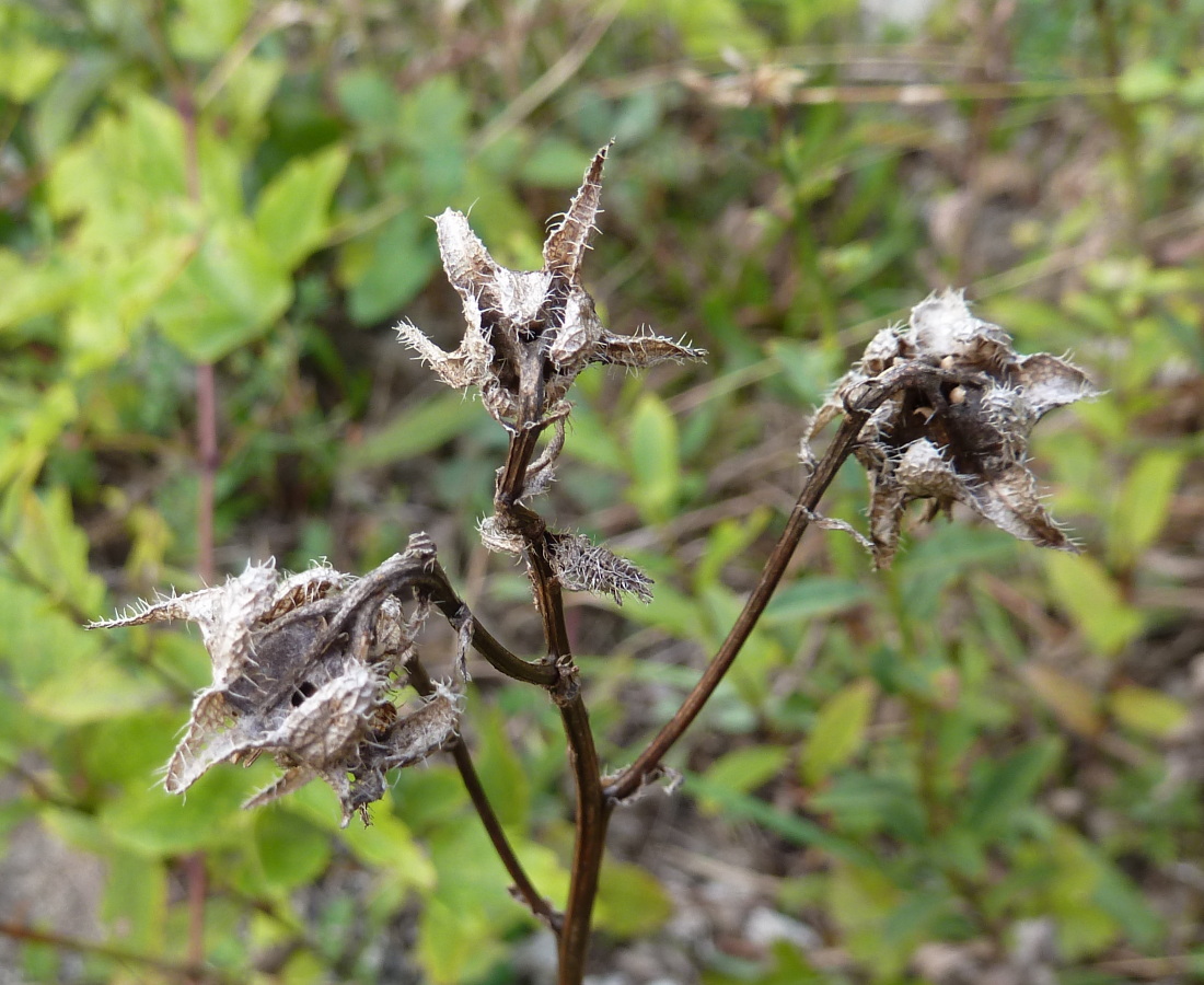 Image of Campanula longistyla specimen.